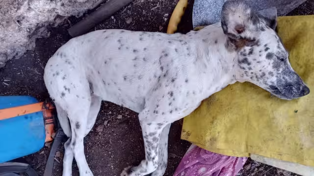 El número de perros muertos podría aumentar, ya que se dejó un plato con comida