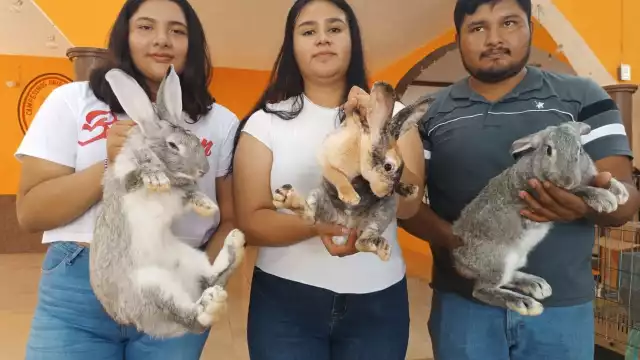 Explicaron que el consumo del conejo es favorable debido a que no tiene grasa ni colestero