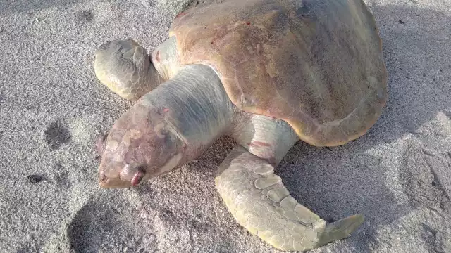 Al lugar no acudió ninguna institución que proteja estas especies