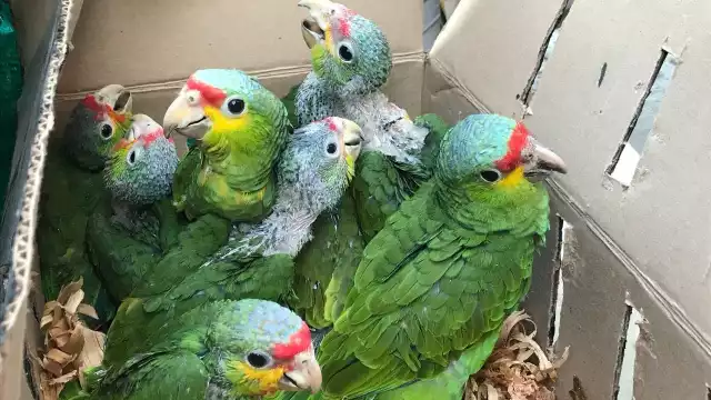 En México hay 22 especies, todas están en alguna categoría de riesgo