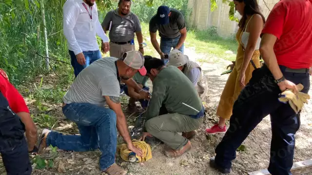 El cocodrilo fue llevado a una zona no revelada de Chetumal para ser liberado tras su rescate, para evitar su caza furtiva