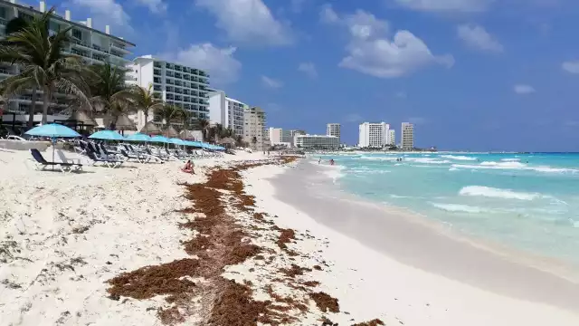 En Cancún, son ocho las que presentan un recale moderado del alga