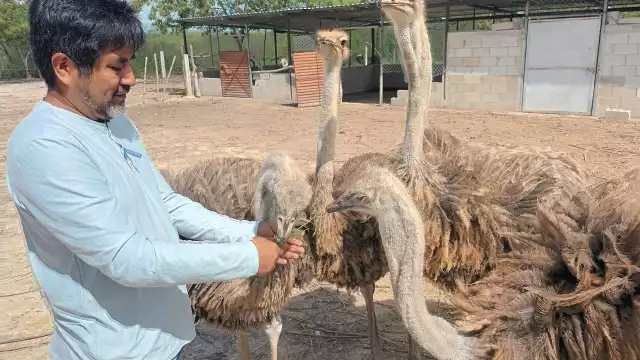 El kilo del ave se vende hasta en 500 pesos en el mercado