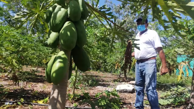 Don Javier cosecha frutas y verduras que vende en Cancún y Puerto Morelos