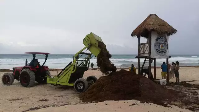 Los hoteleros son quienes se encargan de gestionar la remoción del sargazo de algunas playas