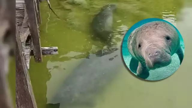 El manatí 'Daniel' fue visto por primera vez en Chetumal en el 2003, y ahora llegó acompañado con una hembra a la Laguna Guerrero