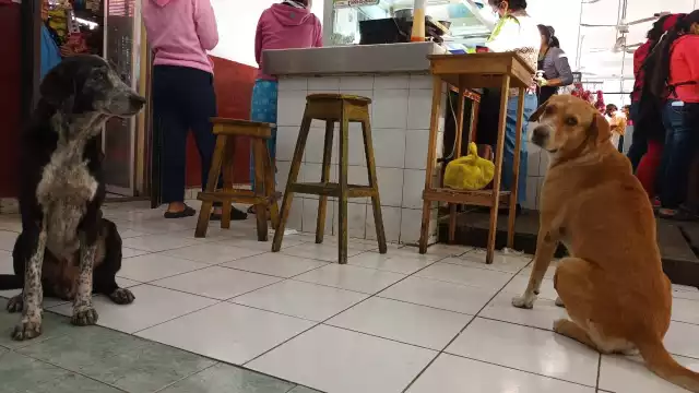 Locatarios del 20 de Noviembre adoptaron a un binomio de canes en situación de calle, además de ayudar a otros seres vivos