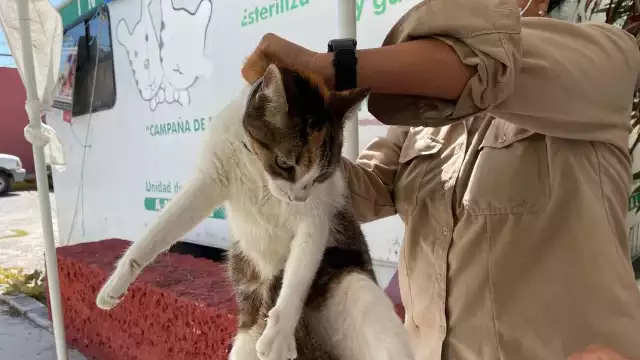 La Secretaría de Salud de Campeche realizará una jornada intensiva de vacunación antirrábica gratuita este 9 y 10 de octubre.