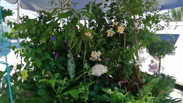 FOTOS:  Irene Barradas