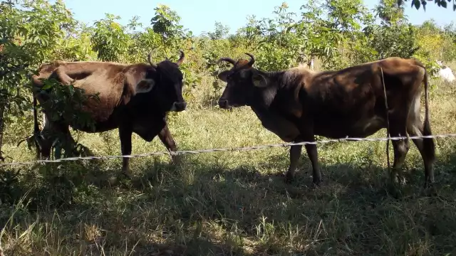 Foto: Luis Enrique Tuz