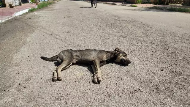 La matanza de animales y los actos de crueldad contra la fauna quedan impunes, pues si no hay evidencias no se puede proceder