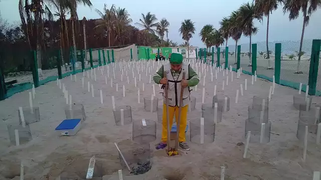 La temporada de anidación del 2020 ha sido la mejor que se ha registrado desde 1992