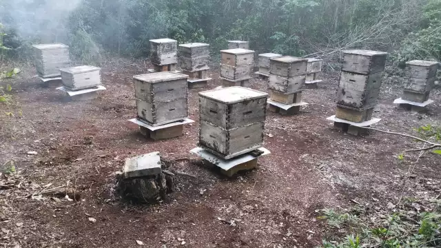 Los fuertes temporales del 2020 causaron inundaciones que afectaron las colmenas de los apicultores