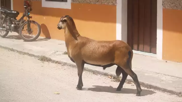 'Floyd' se escapa por la barda de la vivienda y recorre las calles de Sinanché sin causar daños, aseguran