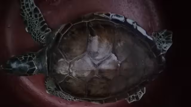 La tortuga se encontraba en un domicilio en la colonia Santa Rita