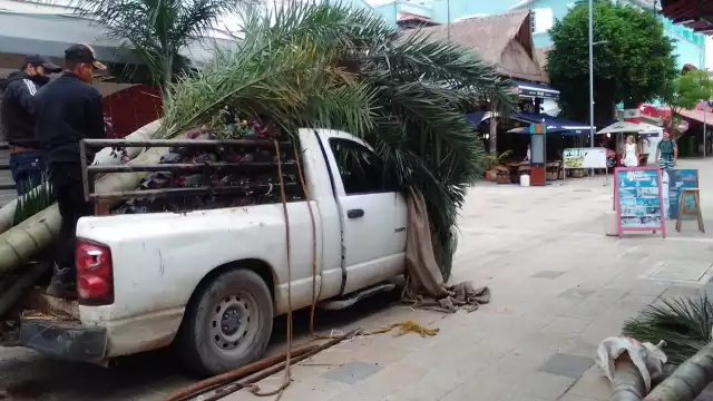 Los árboles que murieron fueron sustituidos por Palmas Kuka y otras especies endémicas de Quintana Roo