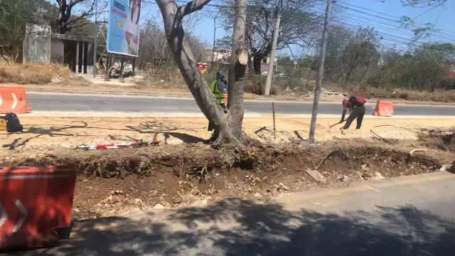 Las plantas tendrán un nuevo espacio, a un costado de donde fueron retiradas, para brindar sombra a los ciudadanos.