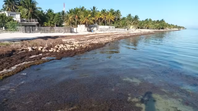 La llegada de sargazo a las costas de Yucatán afectarán al turismo