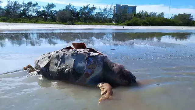 El quelonio fue encontrado en estado de descomposición y tenía su caparazón roto. Foto: Juan García