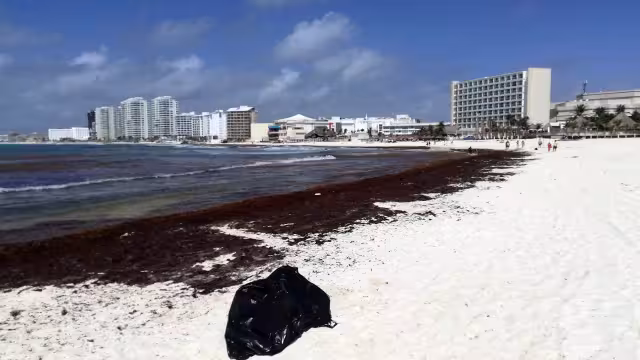 En Quintana Roo, la Red de Monitoreo del Sargazo se encarga de monitorear 80 de las playas que existen en el Estado