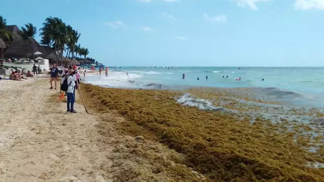 En Cozumel, la acumulación de sargazo permanece en la zona que da hacia mar abierto, sitio donde hay 10 playas en color rojo por la macroalga