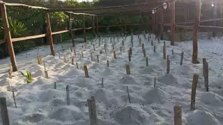 Anidación de tortugas marinas: Reportan más de 13 mil 800 nidos de tortugas verde-blanca en  Quintana Roo