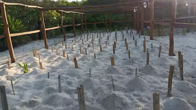 En el estado se han realizado actividades para informar sobre la anidación de tortugas