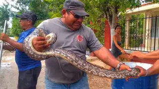 Una boa medía dos metros de largo y fue devuelta a su hábitat