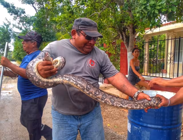 Una boa medía dos metros de largo y fue devuelta a su hábitat