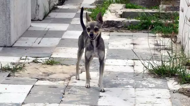 Se busca aumentar los años de cárcel por maltrato animal en Campeche