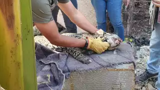 Personal de la Profepa sedó al animal y lo trasladó a la UMA en Valladolid para una atención especializada.