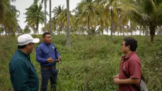 Confirman presencia de langosta centroamericana cerca de Sabancuy; activan control biológico