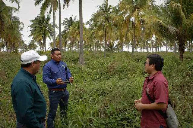 Personal de la SDA y técnicos fitosanitarios realizan recorridos de prospección y muestreo para detectar y controlar la langosta centroamericana en el sur de Campeche.