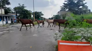 Caballos sueltos  en Escárcega ponen en riesgo a ciudadanos; urgen capturarlos  