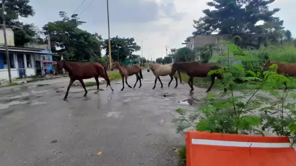 Romeo López Zavala alertó sobre el riesgo de varios caballos sueltos en la colonia Fátima