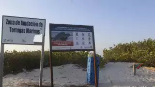Litoral Oriente de Yucatán espera la llegada de cuatro especies de tortugas en su temporada de anidación