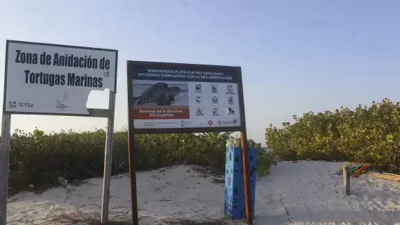 La Conanp y otros profesionales exhortan al cuidado de las zonas de desove de la tortuga marina La Conanp y otros profesionales exhortan al cuidado de las zonas de desove de la tortuga marina