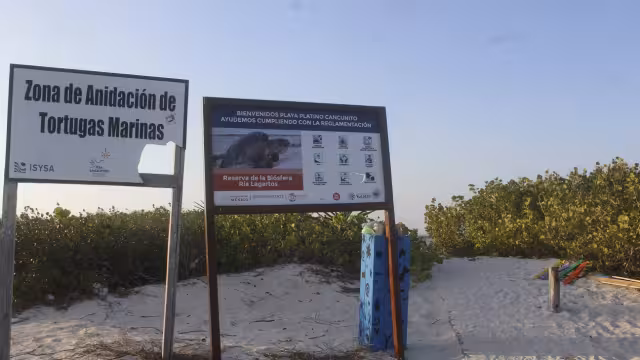 La Conanp y otros profesionales exhortan al cuidado de las zonas de desove de la tortuga marina