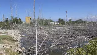 Las zonas de anidación del emblemático flamenco rosa está siendo amenazada