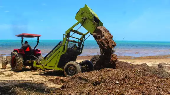 El regale de sargazo afecto a las 47 playas que tiene Quintana Roo El regale de sargazo afecto a las 47 playas que tiene Quintana Roo