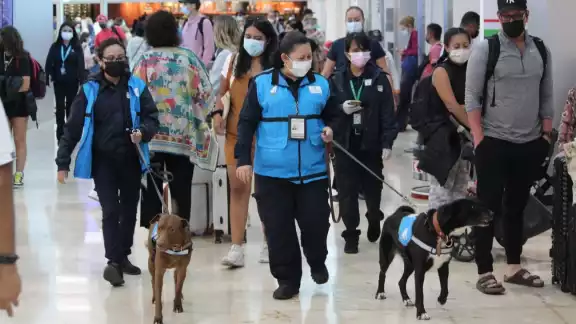 Los dos perros que pasearon por el aeropuerto de Cancún pertenecen al Servicio Nacional de Sanidad, Inocuidad y Calidad Agroalimentaria