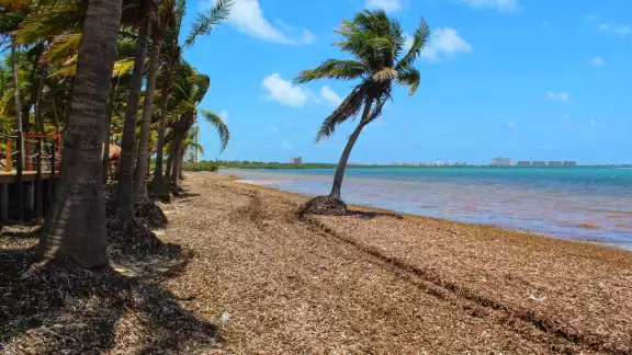 Destinos como Playa del Carmen y Tulum se han visto afectados por el recale excesivo de sargazo en sus arenales en días pasados Destinos como Playa del Carmen y Tulum se han visto afectados por el recale excesivo de sargazo en sus arenales en días pasados
