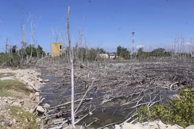 Las zonas de anidación del emblemático flamenco rosa está siendo amenazada