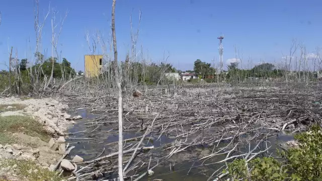 Las zonas de anidación del emblemático flamenco rosa está siendo amenazada