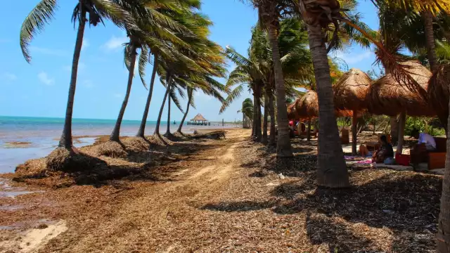 El sargazo recalado causa un color marrón al agua cristalina del Caribe Mexicano; Semar indicó que llevan más de 42 mil toneladas recoletadas