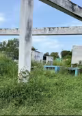 Lluvias y abandono cubren de monte el cementerio