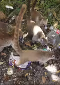 Fauna silvestre afectada por deterioro de manglares en Cancún