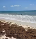 Zofemat prevé playas limpias en Costa Mujeres este fin de semana