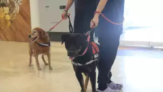 Aunque la Ley General de Movilidad y Seguridad Vial fue aprobada en el país en 2022 en la entidad no se aplica