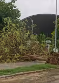 En la avenida Álvaro Obregón, se reportó el desplome de un árbol caído y otros ejemplares en diferentes zonas de la ciudad